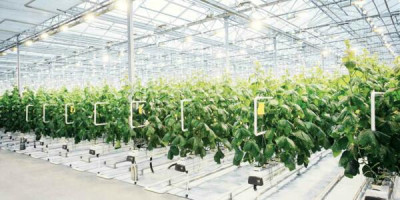 Candian Exporters