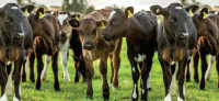 Candian Exporters
