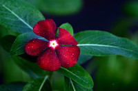 Candian Exporters